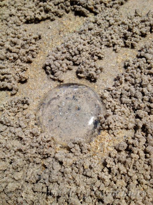 Beached jellyfish, Noosaville IMG_0860.JPG - Camera+ recipe?? effect: Vibrant (46%)